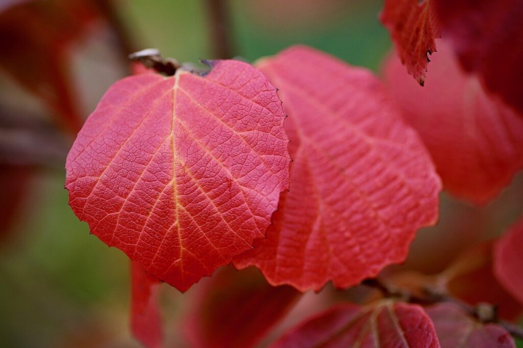 autumn leaves, red leaves, autumn colors-8444041.jpg
